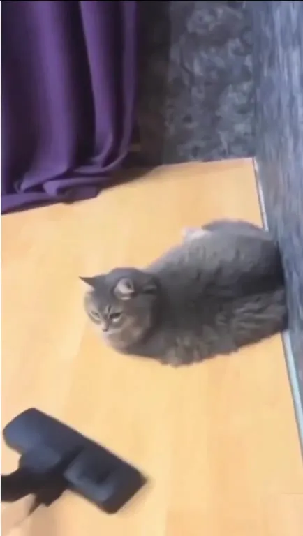 Кот атакует пылесос