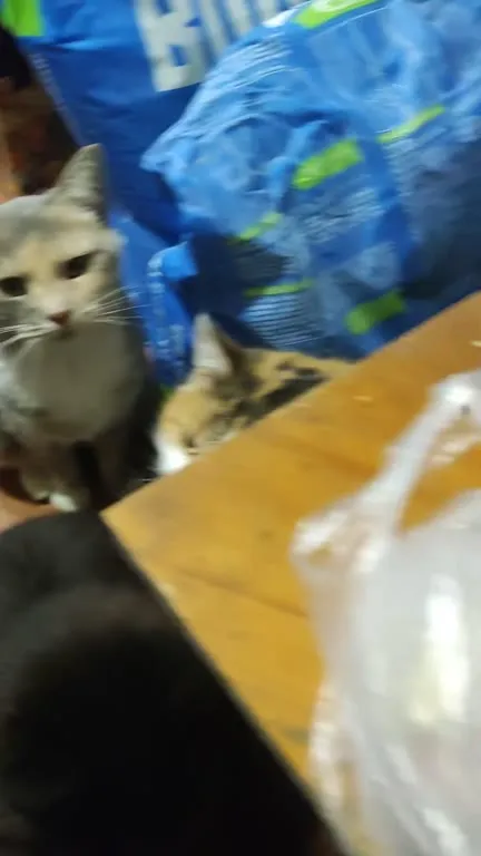 Коты ждут угощение
