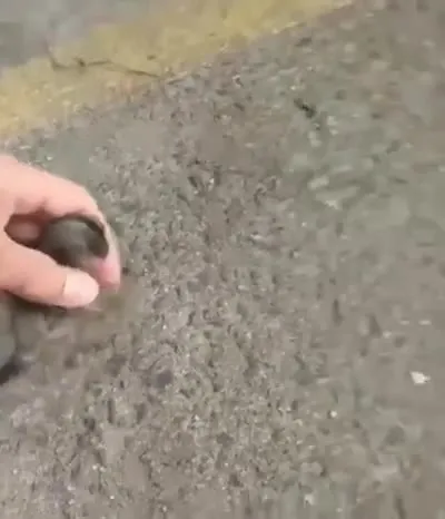 Обезьяна забирает детёныша