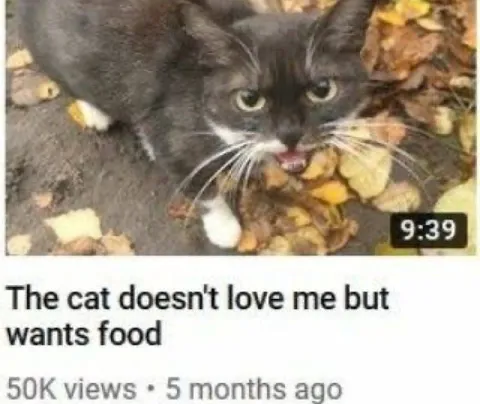Cat Wants Food, Not Love