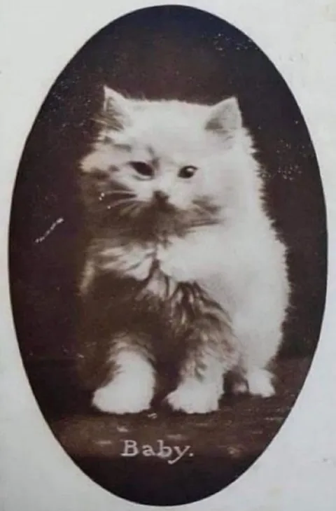 Vintage Baby Kitten