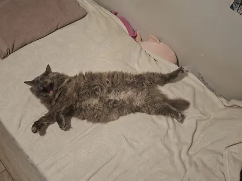 Кот растянулся на кровати