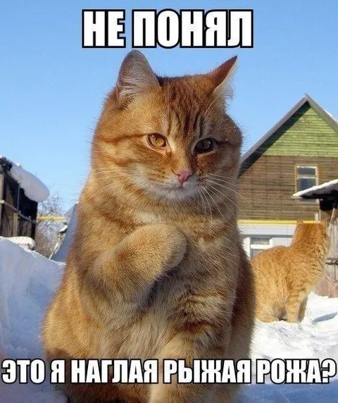 Наглая рыжая рожа