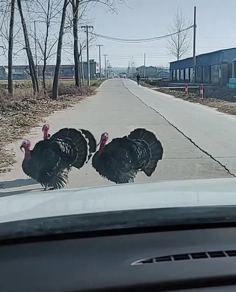 Индюки не уступают дорогу