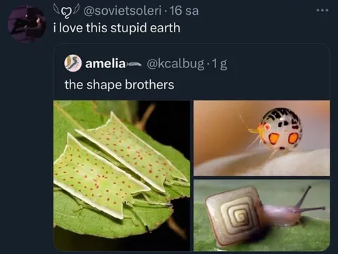The Shape Brothers