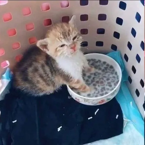 Котёнок в миске