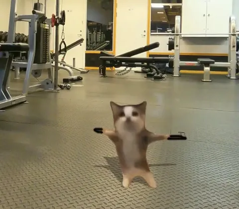 Кот прыгает на скакалке в спортзале