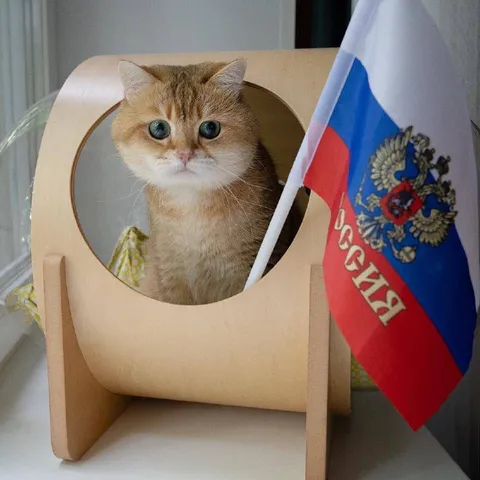 Кот с флагом России