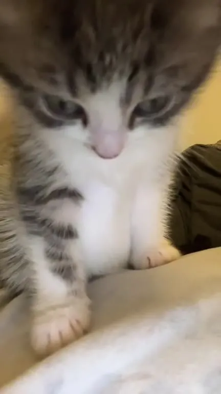 Котёнок под Break Stuff