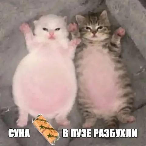 Котята с раздутыми животами