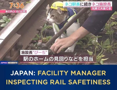 猫の施設長が安全点検