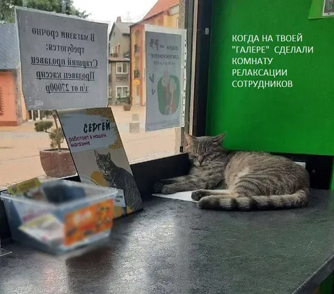 Кот в комнате редакции