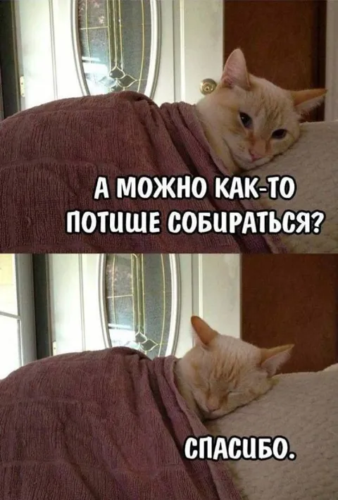 Кот собирается потише