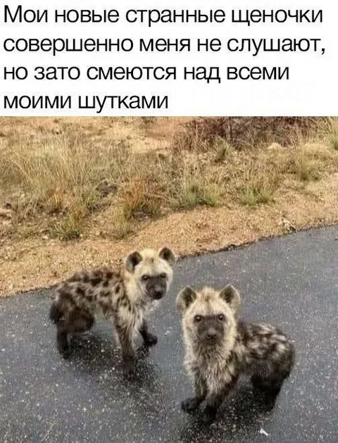 Странные щеночки смеются над шутками
