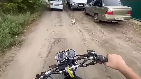 Мотоциклист и бегущая собака
