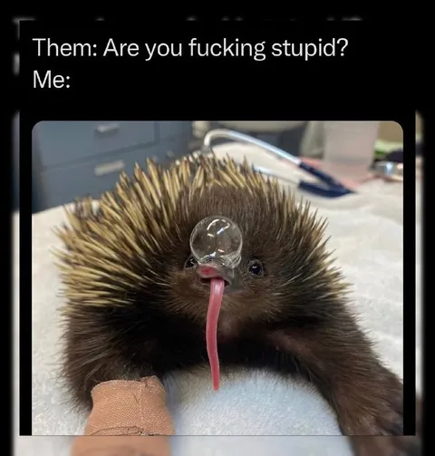 Echidna Has No Answer