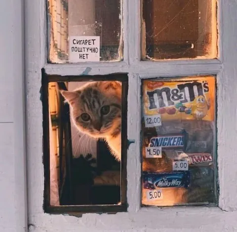 Кот за окном магазина