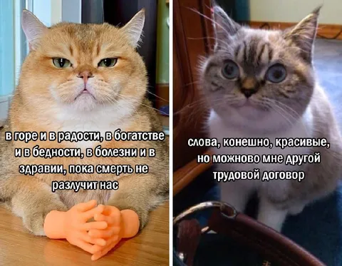 Кот просит другой трудовой договор