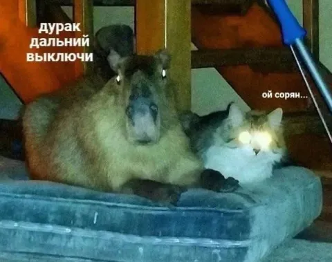 Дурак, дальний выключи