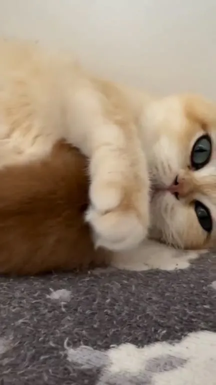 Кошка обнимает котят