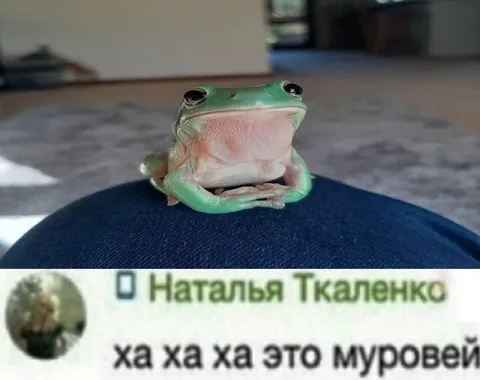 Лягушка смеётся над муравьём