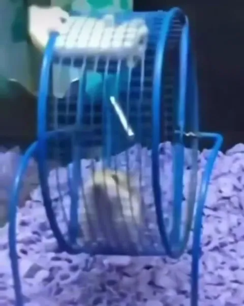 Хомяк в колесе под Even Flow