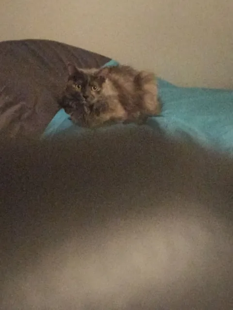 Котёнок на кровати