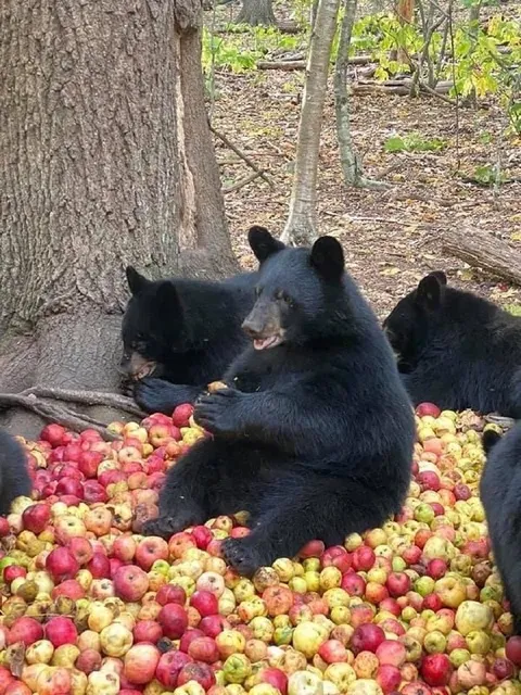 Медведи среди яблок