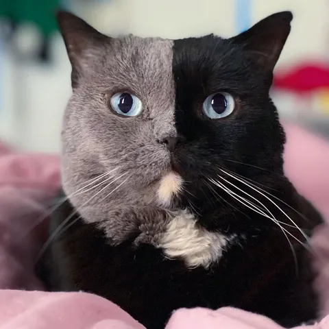 Двуликий кот с разными глазами