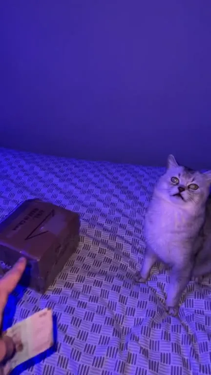 Cat Chooses the Mystery Gift