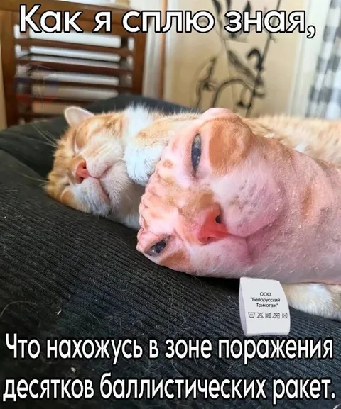 Кот в зоне поражения ракет