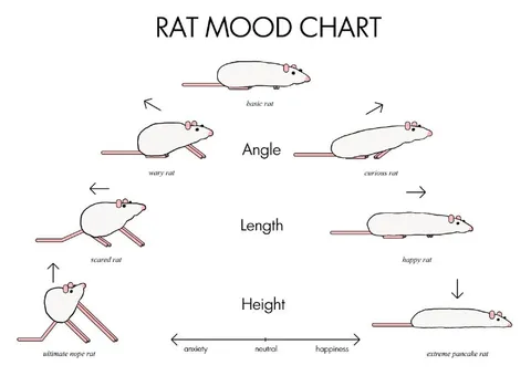 Rat Mood Chart