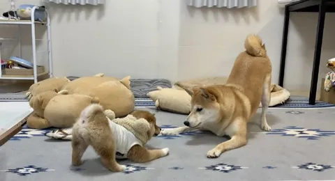 Когда младший вызывает на бой