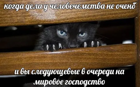 Кот готовится к мировому господству