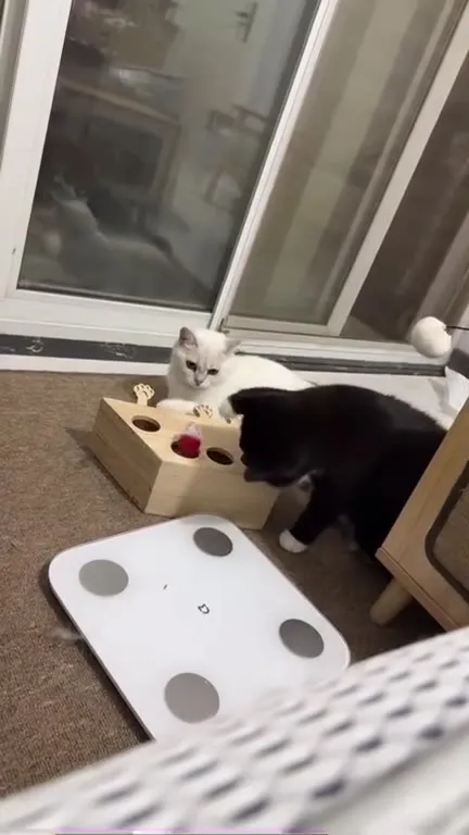 Коты и игрушка-молоточек