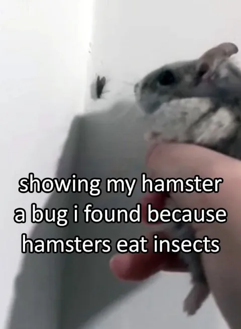 Showing My Hamster a Bug