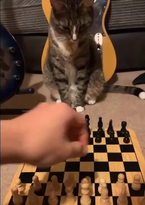 Кот играет в шахматы