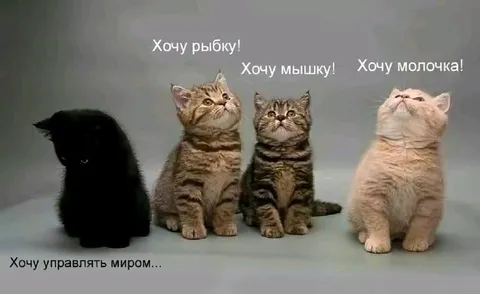 Кот хочет управлять миром