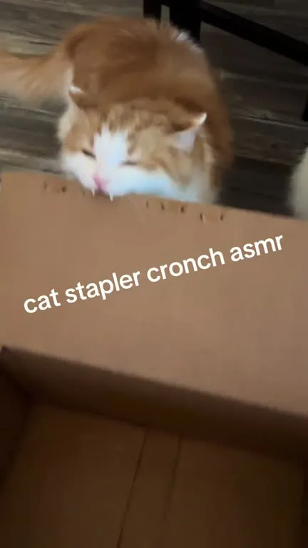 Cat Stapler Crunch ASMR