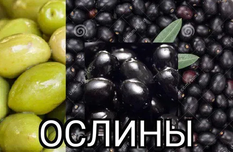 Ослины среди оливок