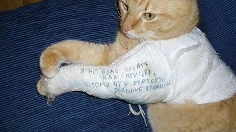 Кот с большими яйцами