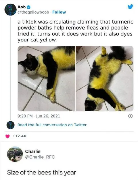 Turmeric Cat and Giant Bees