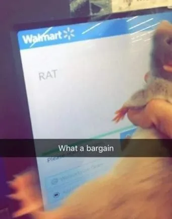 Walmart Rat Bargain