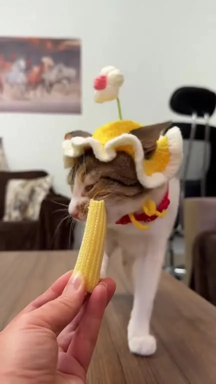 Кот в шапочке ест кукурузу