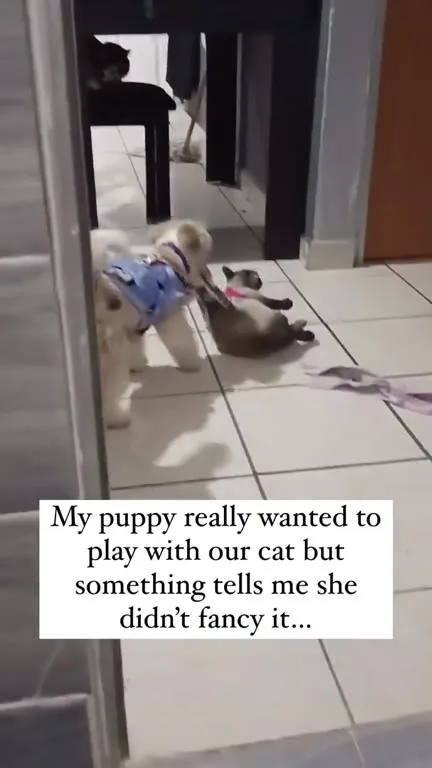 Puppy Tries to Play with Cat