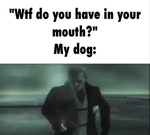 My Dog Has Something in Its Mouth