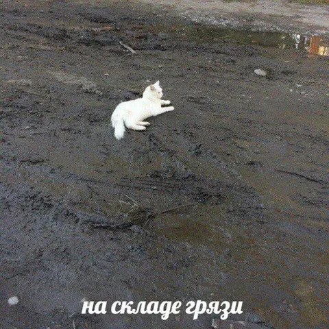 Кот на складе грязи