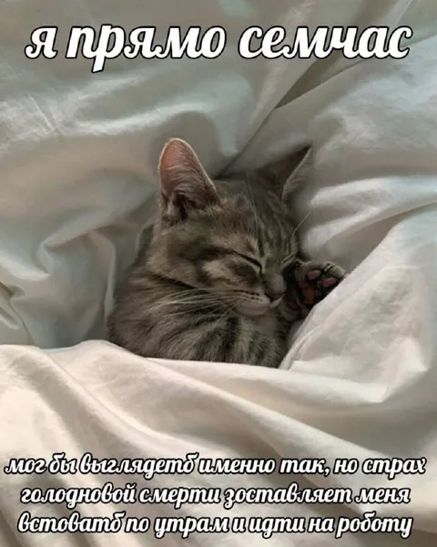Кот, который хочет спать