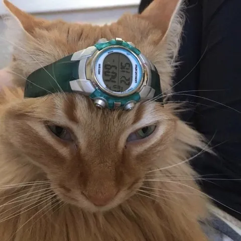 Time Traveler Cat