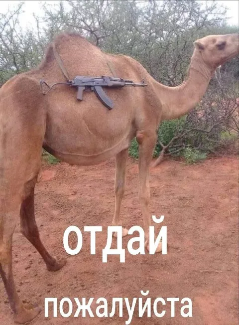 Верблюд с автоматом просит отдать